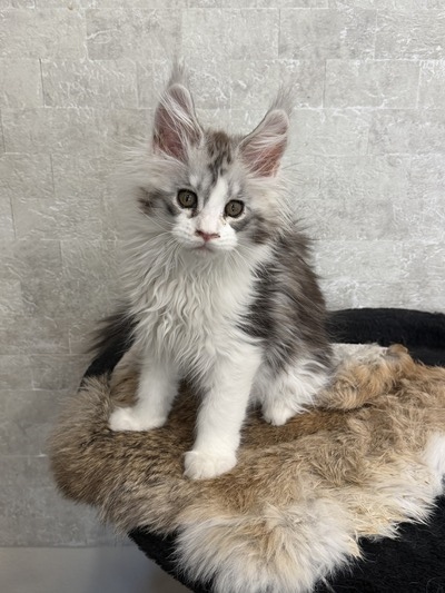 Maya female/ available