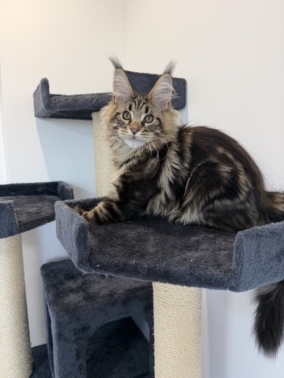 Prince Jr. male/ available