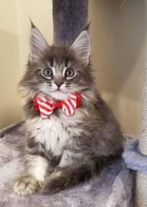 Polly blue tabby female/reserved for Quinn/ SOLD