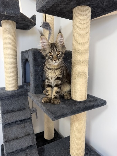 Arthur male/ available