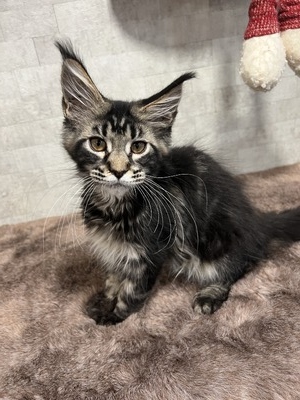 Benji silver classic male/ reserved for Priscilla and Josh/SOLD