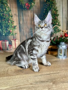 Celine silver neutered female/ SOLD