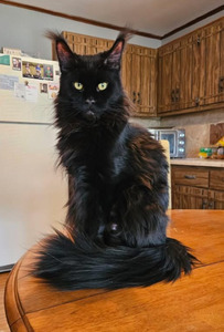 Tasha