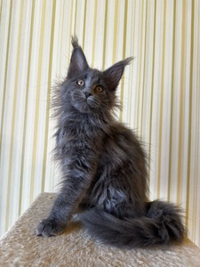 Kai blue neutered male / reserved for Anna / SOLD