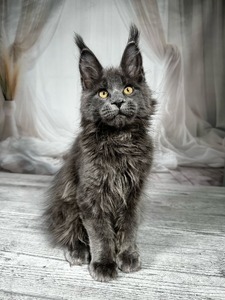 Kevin blue neutered male / reserved for Susan /SOLD
