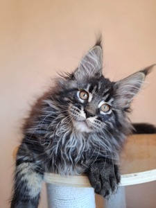 Flint male/ reserved for LaTanya/ SOLD