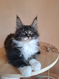 Felix male/ reserved for Mollie/ SOLD