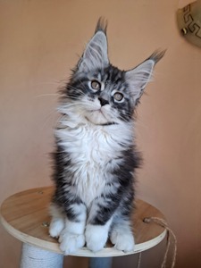 Donald male/ reserved for Jordan / SOLD