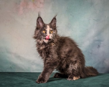 Kelly blue cream spayed female/ reserved for Mitchell/ SOLD