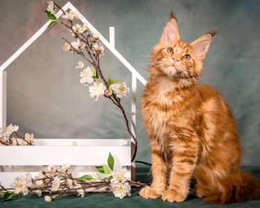 Koda red neutered male /reserved for Skyler/SOLD
