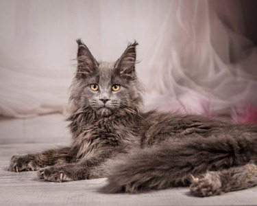 Camila blue spayed female / reserved for Ellen /SOLD