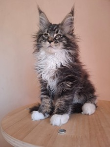Lea female / reserved for Mike /sold 