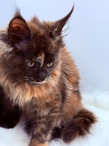Poppy black smoke tortoise female/ SOLD