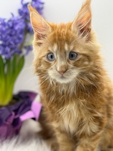 Peaches EXCLUSIVE! female blue eyes/ reserved for Nichole/SOLD