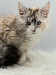 Pearl blue eyes  female/ reserved for Joshua/SOLD