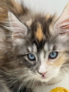 Opal female blue eyes/ reserved for Susan /SOLD