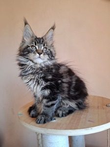 Arnika female/ reserved for Chris/SOLD