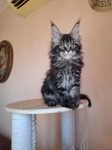 Elvira female / reserved for Chris /SOLD