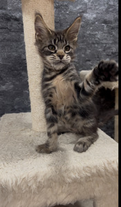 Eminem male / reserved for Rebecca / SOLD