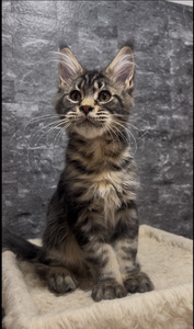 Ronaldo make brown tabby / reserved for Jason / SOLD