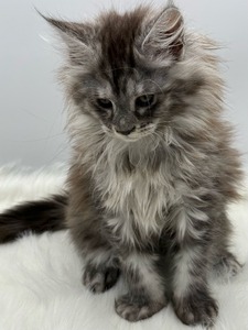 Sapphire female / reserved for Charlotte /SOLD