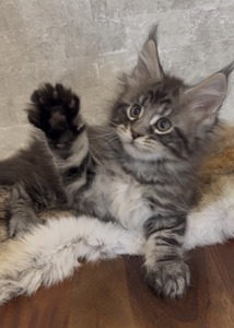 Nix male / reserved for Cheryl/ sold