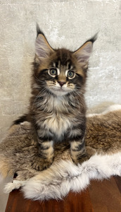 Loki male / reserved for Cheryl