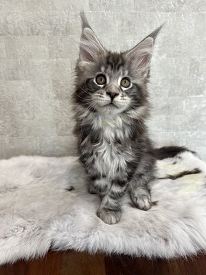 Biscuit  silver female/ available