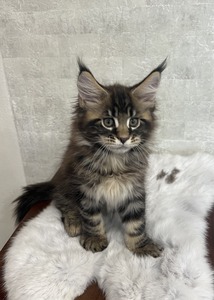 Barny brown male /reserved for Cassandra