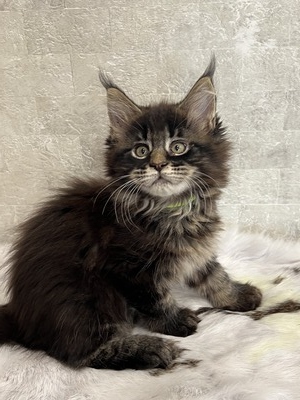 Beatrice female/ available
