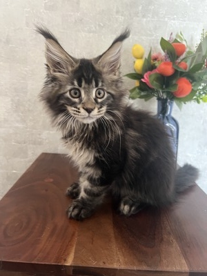 Sayer male/ reserved for Jessica /SOLD