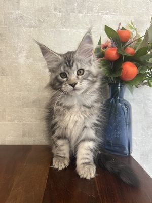 Clair female/ reserved for Mary /SOLD