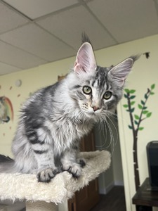 Sandra  spayed female/ reserved for Shirley 