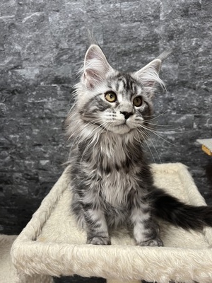 Juliet female/ reserved for Elizabeth / SOLD