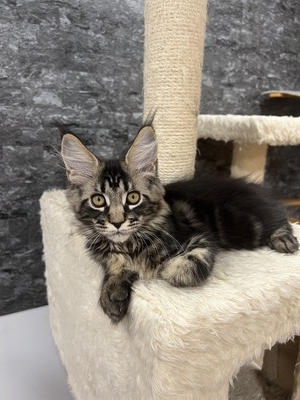 Charlie male/ reserved for Mercury/sold