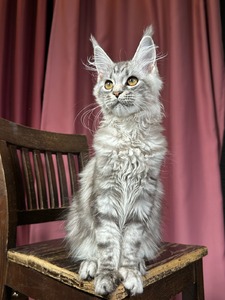 Sabrina silver spayed female/ reserved for Eric /sold 