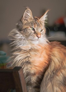 Margo