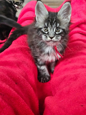 Conner male/ available