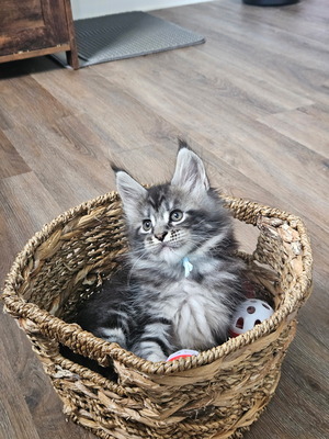 Clinton male/ available
