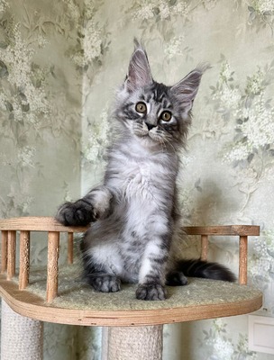 Cristal  spayed male/ reserved for Julie/ SOLD
