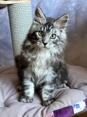 Quinton neutered male/ reserved for Mason/ sold  