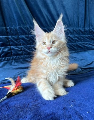 Krabs neutered male/ reserved for Anna 