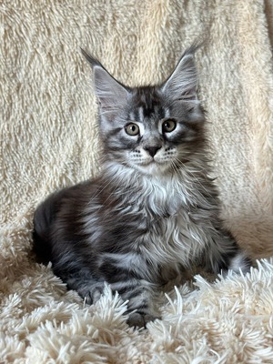 Mars  neutered male/ reserved for Brad and Amanda/ sold 