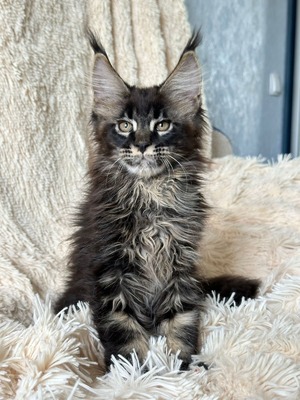 Casper neutered male/ reserved for Dawn /sold 