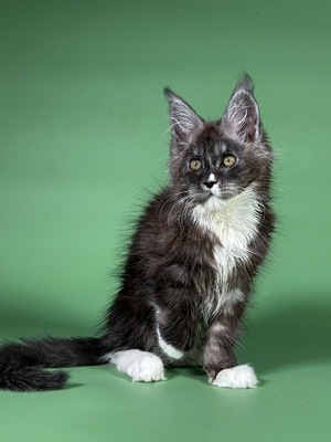Ulrick Udo black smoke white neutered male / reserved for Rachael
