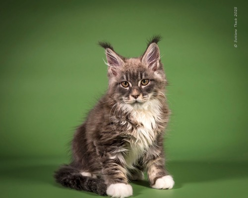 Usher Uwe blue with white neutered male/ available