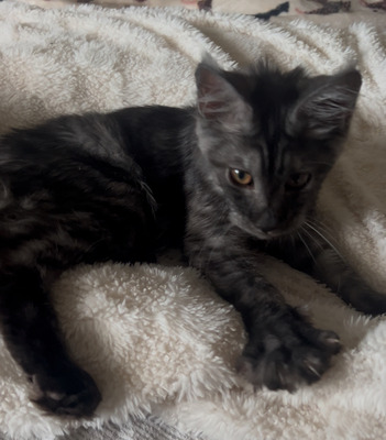 Ares black smoke male for beeeding  / reserved for Sharon/ sold 