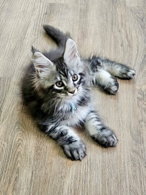 Clinton male/ reserved for Brandy/ SOLD