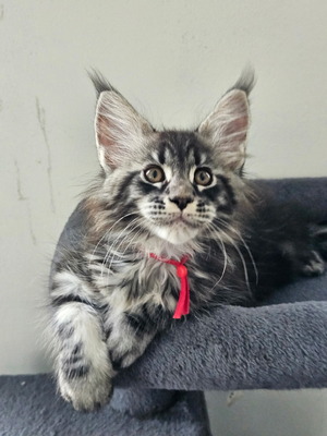 Casper red ribbon male/ reserved for Robert /sold