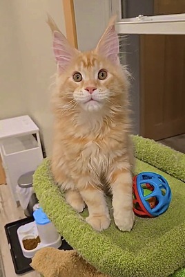 Purrdue male (for Breeding only) / SOLD